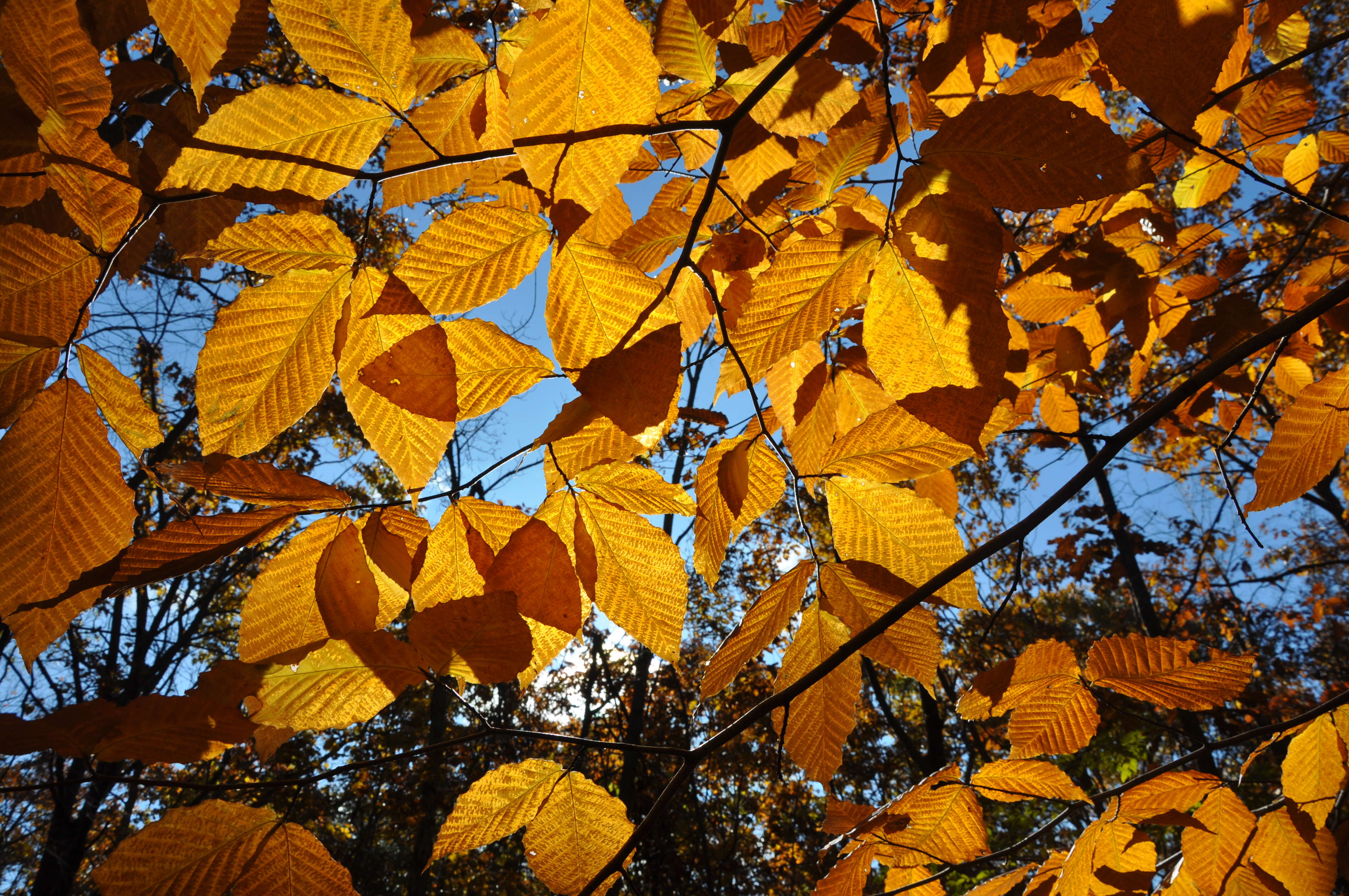 Image de Hêtre à grandes feuilles