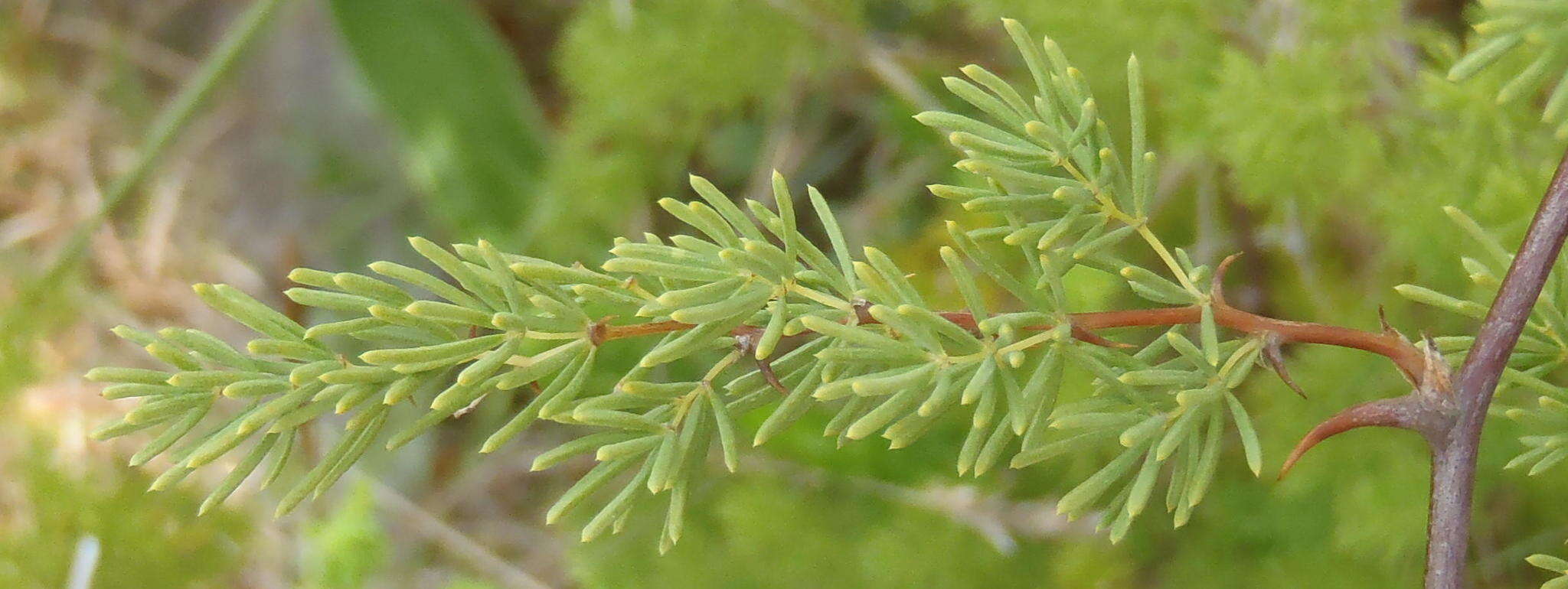 Image of Asparagus rubicundus P. J. Bergius