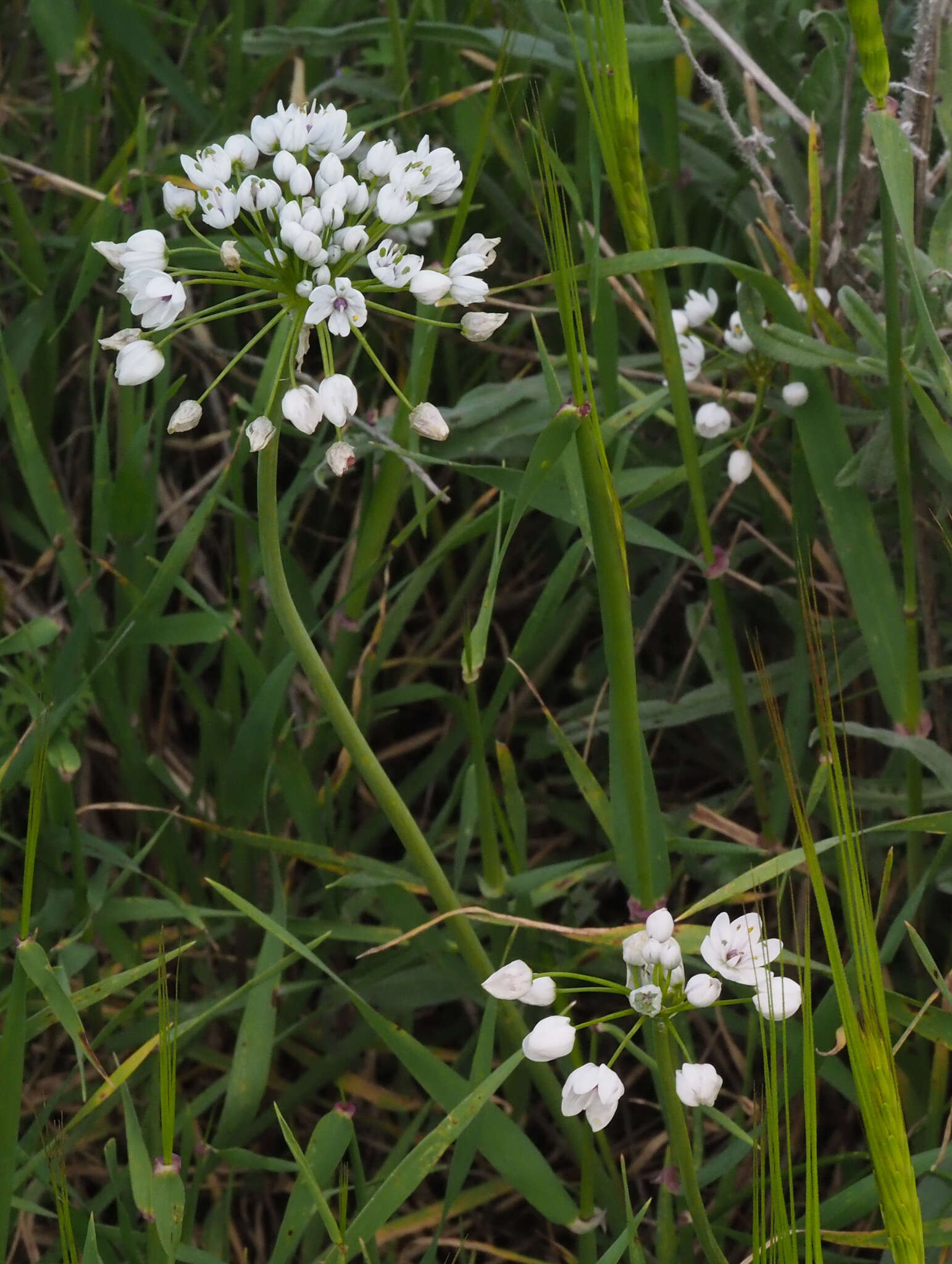 Sivun Allium palaestinum kuva