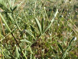 Image of Centaurea collina L.