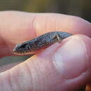 Image of Four-toed Earless Skink
