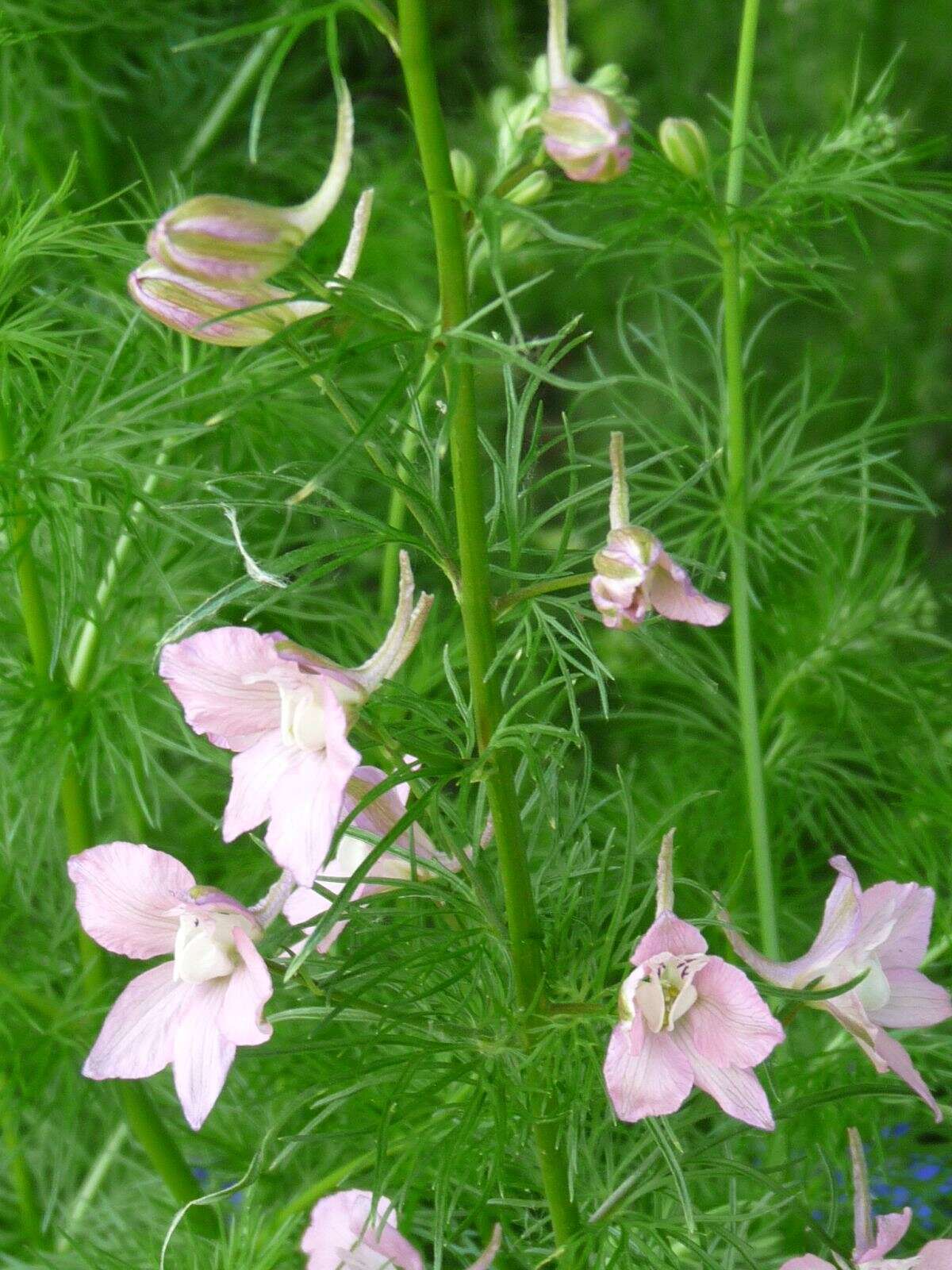 田野飞燕草的圖片