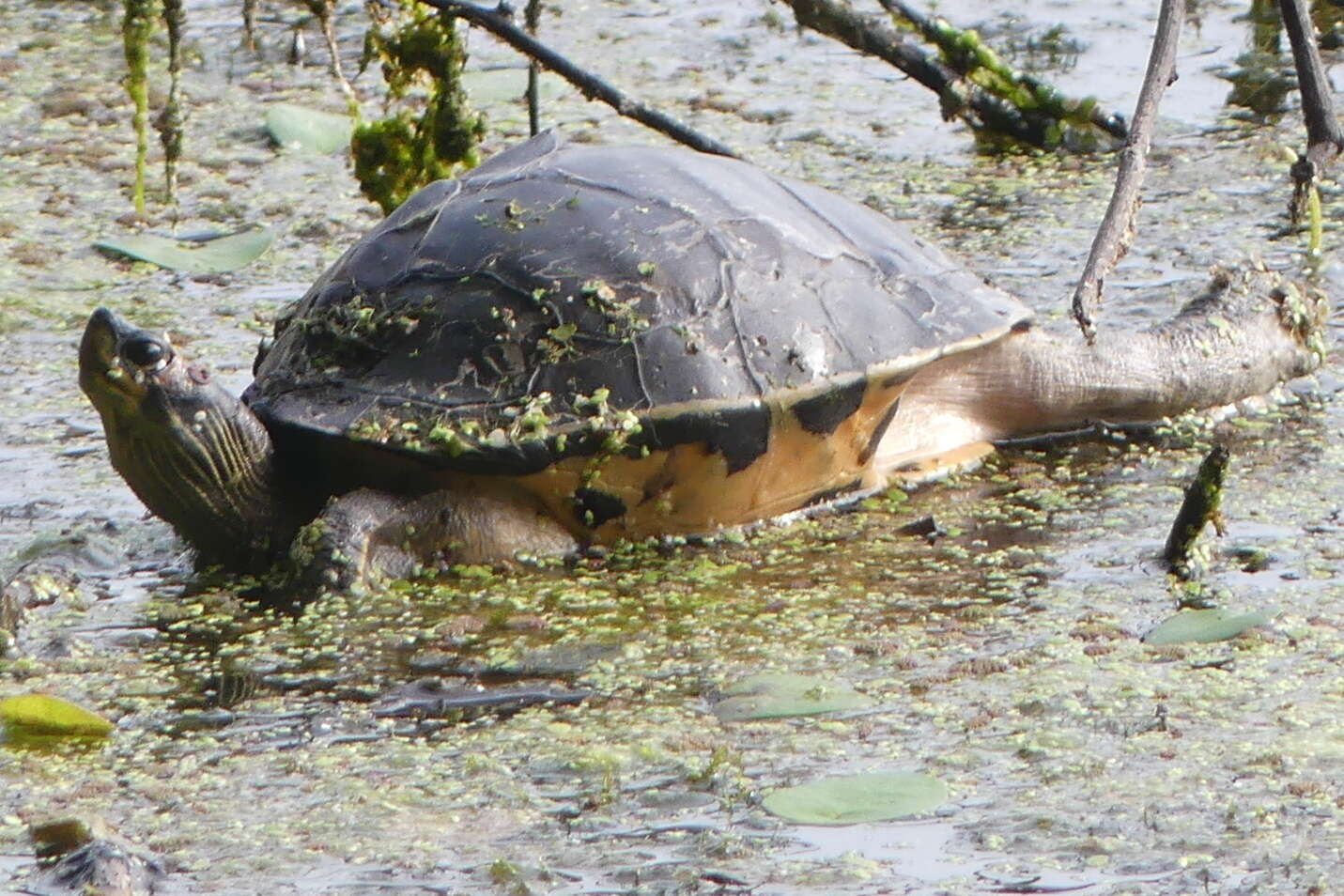 Image of Indian Roofed Turtle