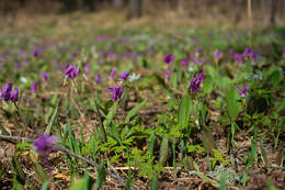 Imagem de Erythronium sibiricum (Fisch. & C. A. Mey.) Krylov