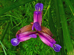 Image of Iris graminea L.