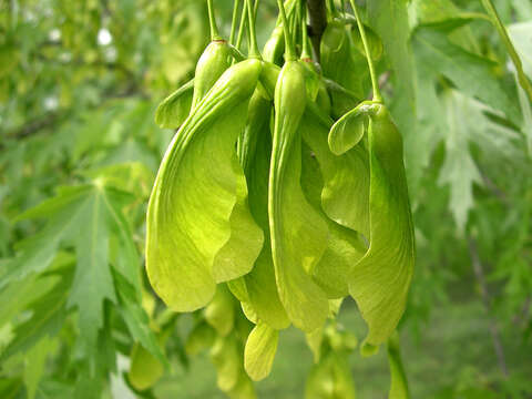 Image of silver maple