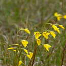 Diuris chryseopsis D. L. Jones的圖片