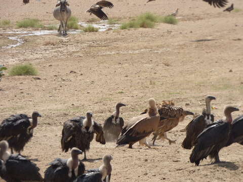 Image of Asian White-backed Vulture