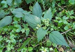 Plancia ëd Schizomyia eupatoriflorae (Beutenmuller 1907)