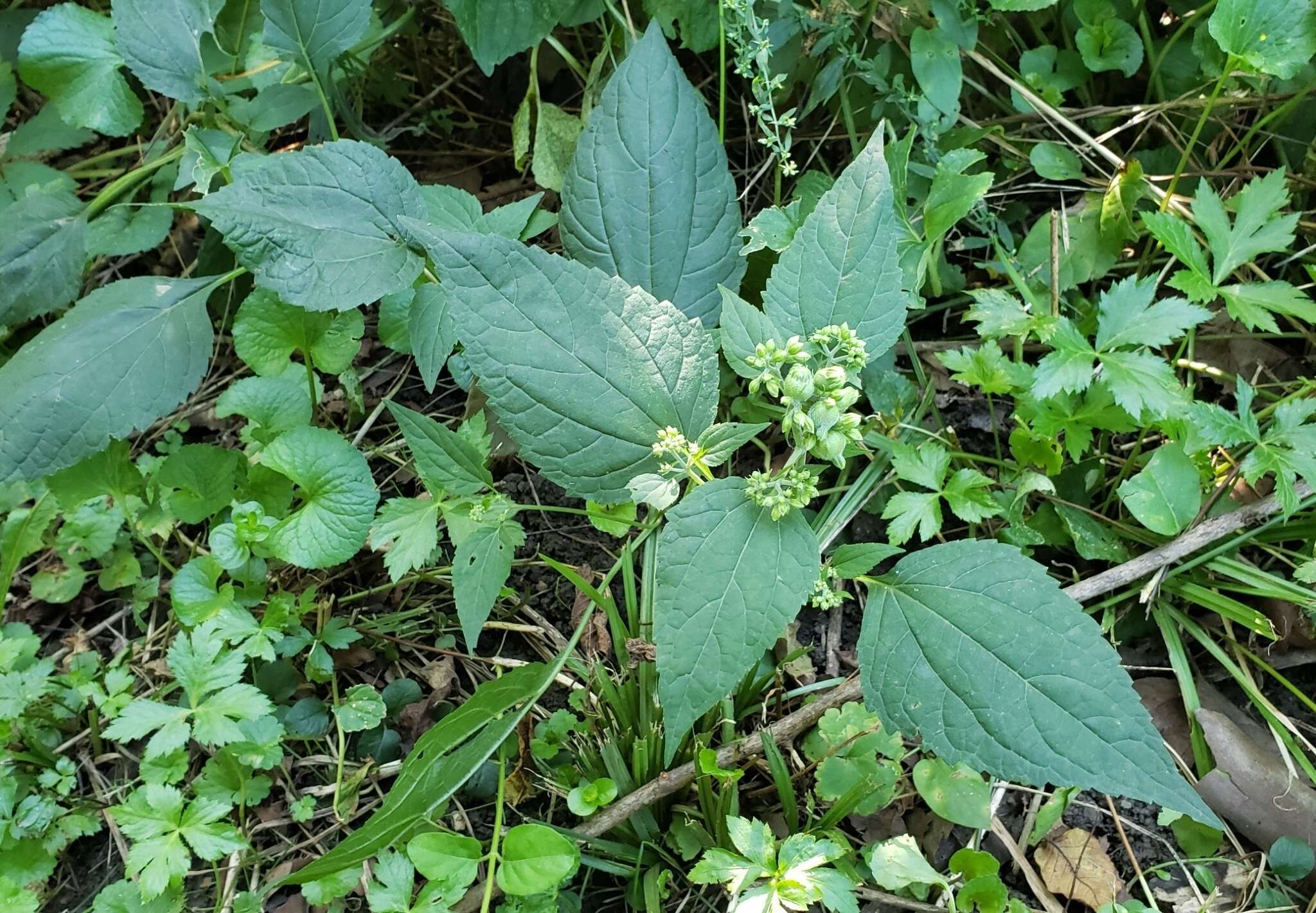 Plancia ëd Schizomyia eupatoriflorae (Beutenmuller 1907)