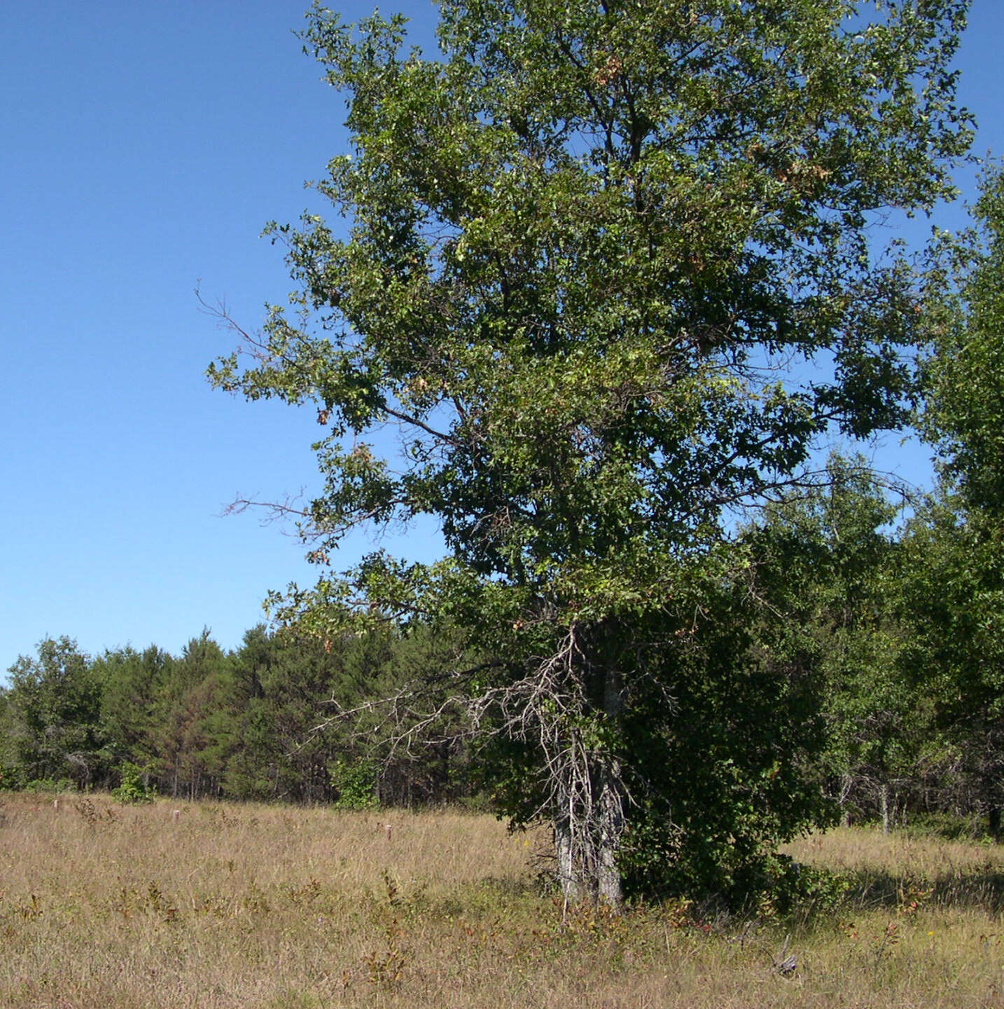 Quercus ellipsoidalis E. J. Hill resmi