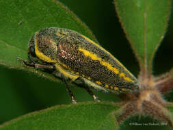 Image of Neojulodis vittipennis (Fåhraeus)