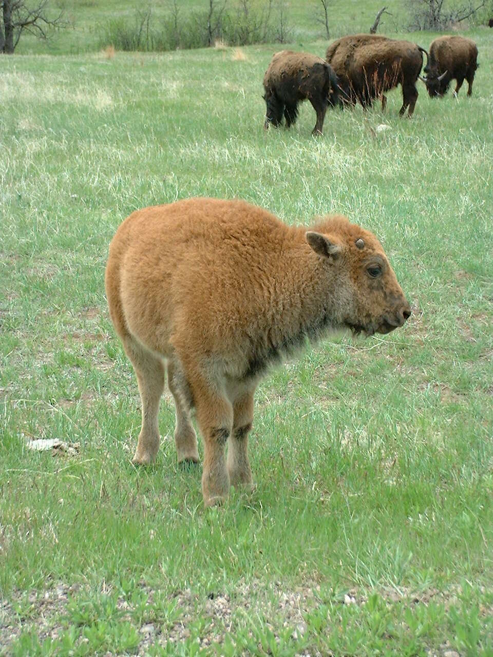 Image of American Bison