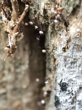 Image of Sclerophora peronella (Ach.) Tibell