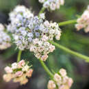 Lomatium geyeri (S. Wats.) Coult. & Rose resmi