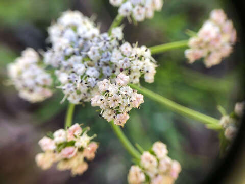 Image of Geyer's biscuitroot