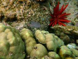 Image of Hawaiian Whitespotted Toby