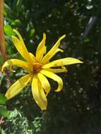 Image de Coreopsis maritima (Nutt.) Hook. fil.