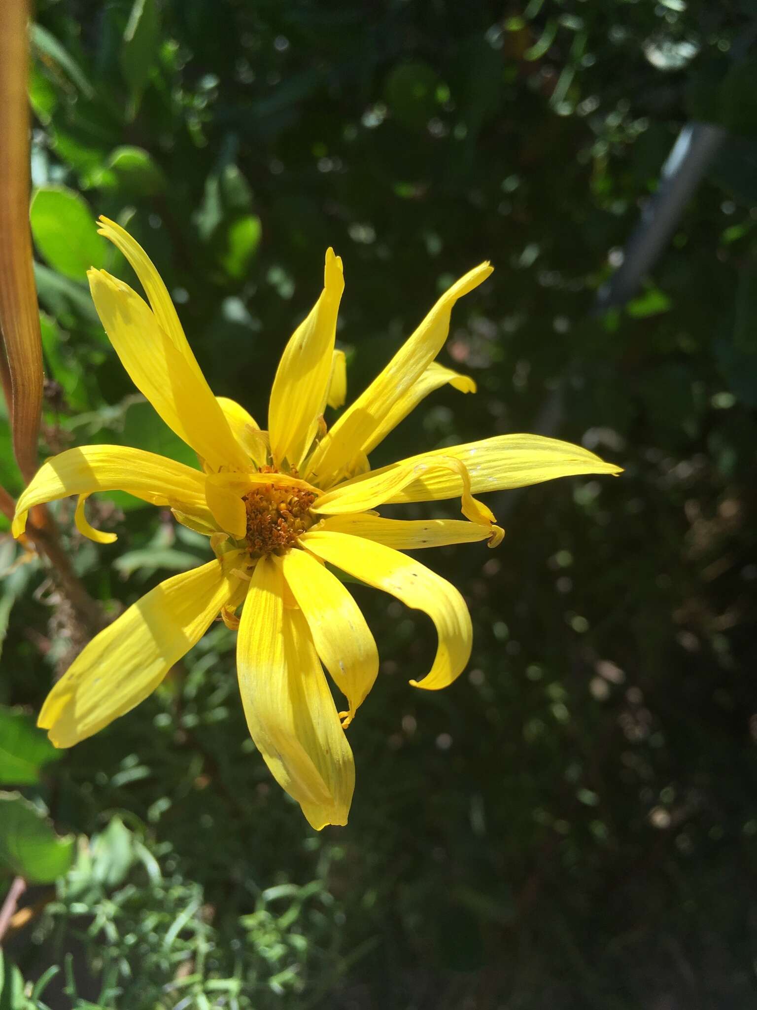 Image de Coreopsis maritima (Nutt.) Hook. fil.