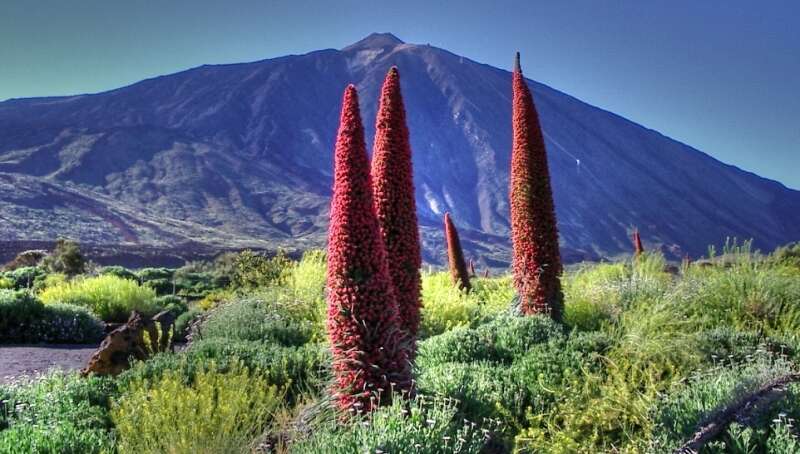 Image of Echium wildpretii H. H. W. Pearson ex Hook. fil.