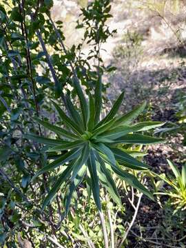 Image de Lobelia excelsa Bonpl.