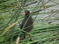 Image of Common Moorhen