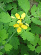 Image of celandine