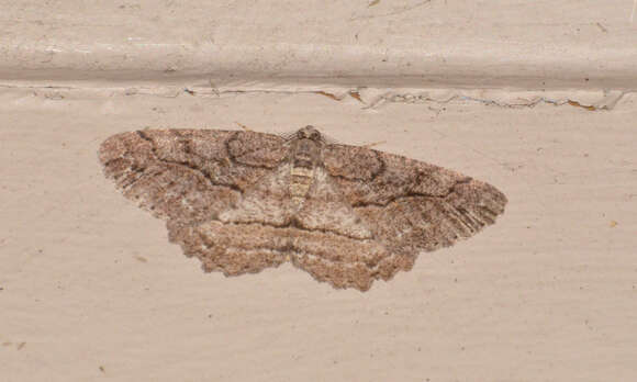 Image of Brownlined Looper