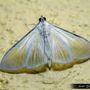 Image of Satin White Moth