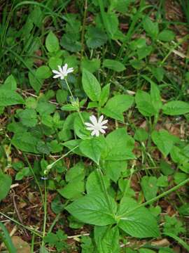 Image of wood stitchwort