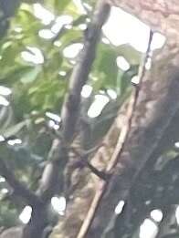 Image of Stripe-cheeked Woodpecker