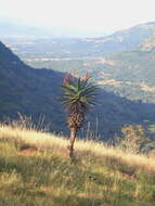 Imagem de Aloe candelabrum A. Berger