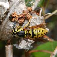 Sivun Vespula pensylvanica (de Saussure 1857) kuva