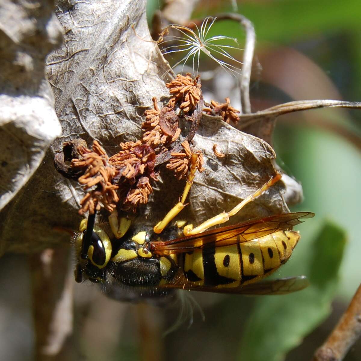 Sivun Vespula pensylvanica (de Saussure 1857) kuva