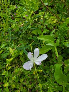 Image of Barleria pretoriensis C. B. Cl.