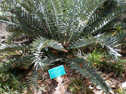 Image of Eastern Cape Blue Cycad