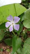 Image of Vinca major subsp. major