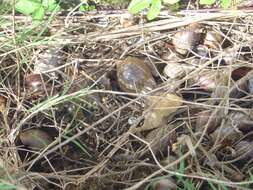 Image of Achatina fulica