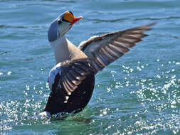 Image of King Eider