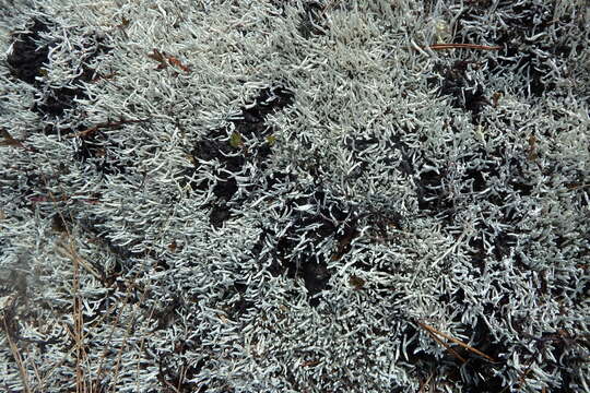 Image of whitefingers lichen