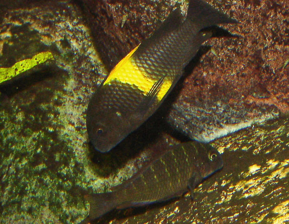 Image of Tropheus