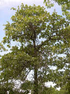 Image of Blackjack Oak