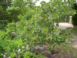 Image of Blackjack Oak