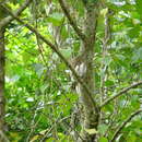 Image of Tamaulipas Pygmy Owl