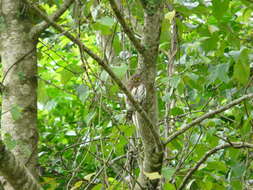 Image of Tamaulipas Pygmy Owl