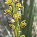 Image of Yellow leek orchid
