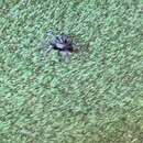 Image of Ground spider