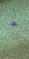 Image of Ground spider