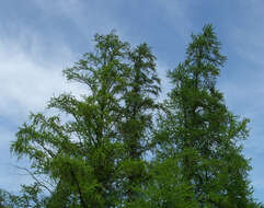 Image of American Larch