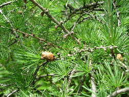 Image of American Larch